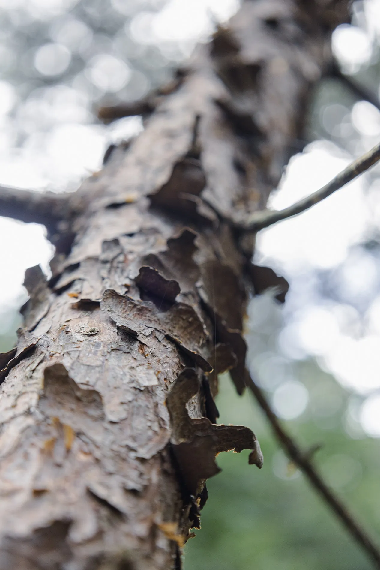Lichen and textured bark photographed in close detail.