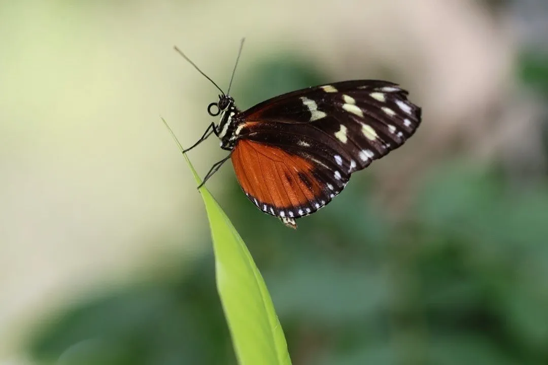 A butterfly rests on a green leaf.