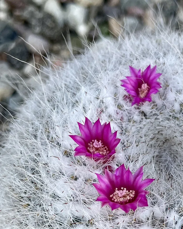 Pink cactus flowers bloom against a pale textured surface.