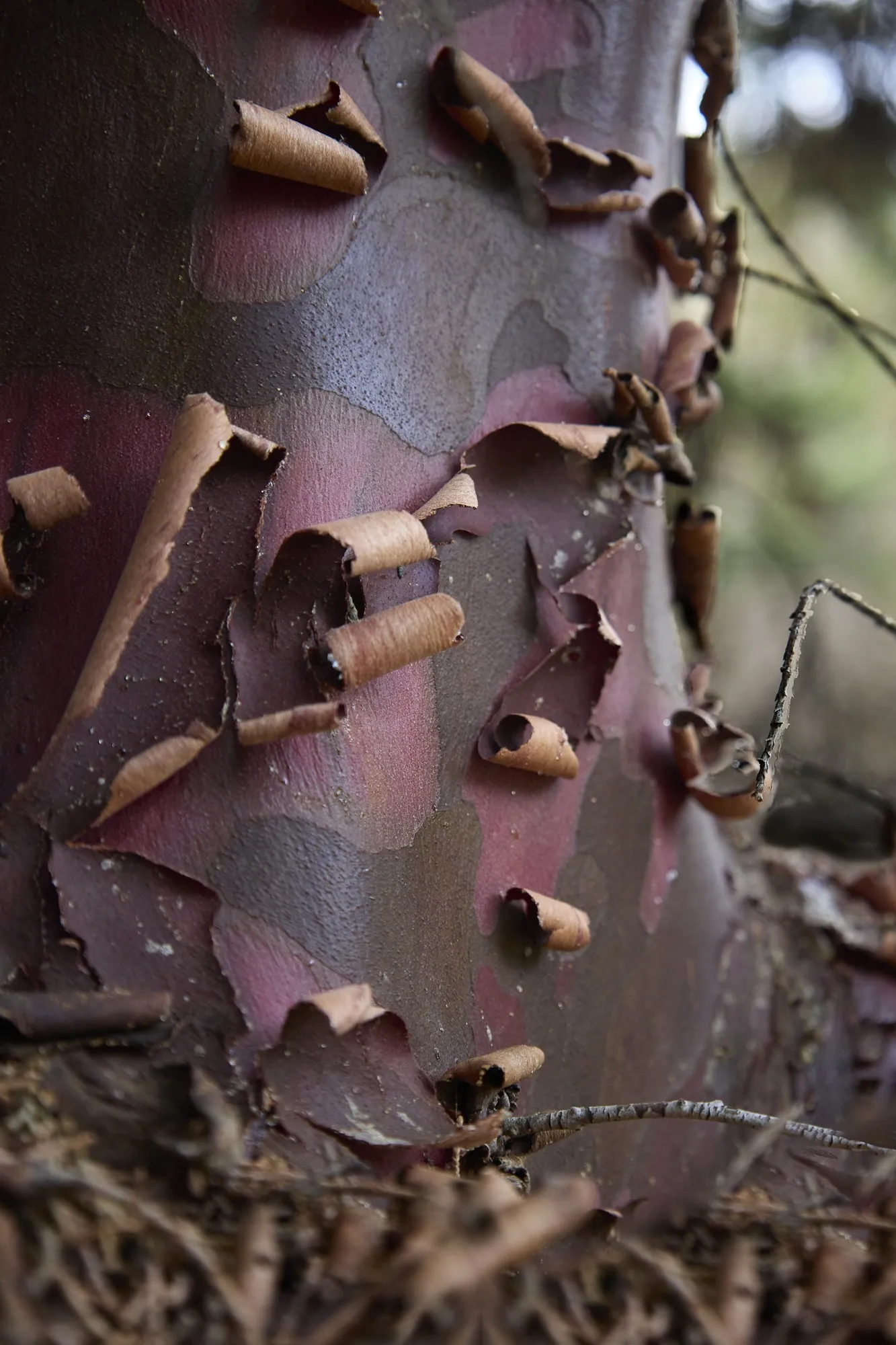 Curled pieces of bark form a close pattern of natural texture.