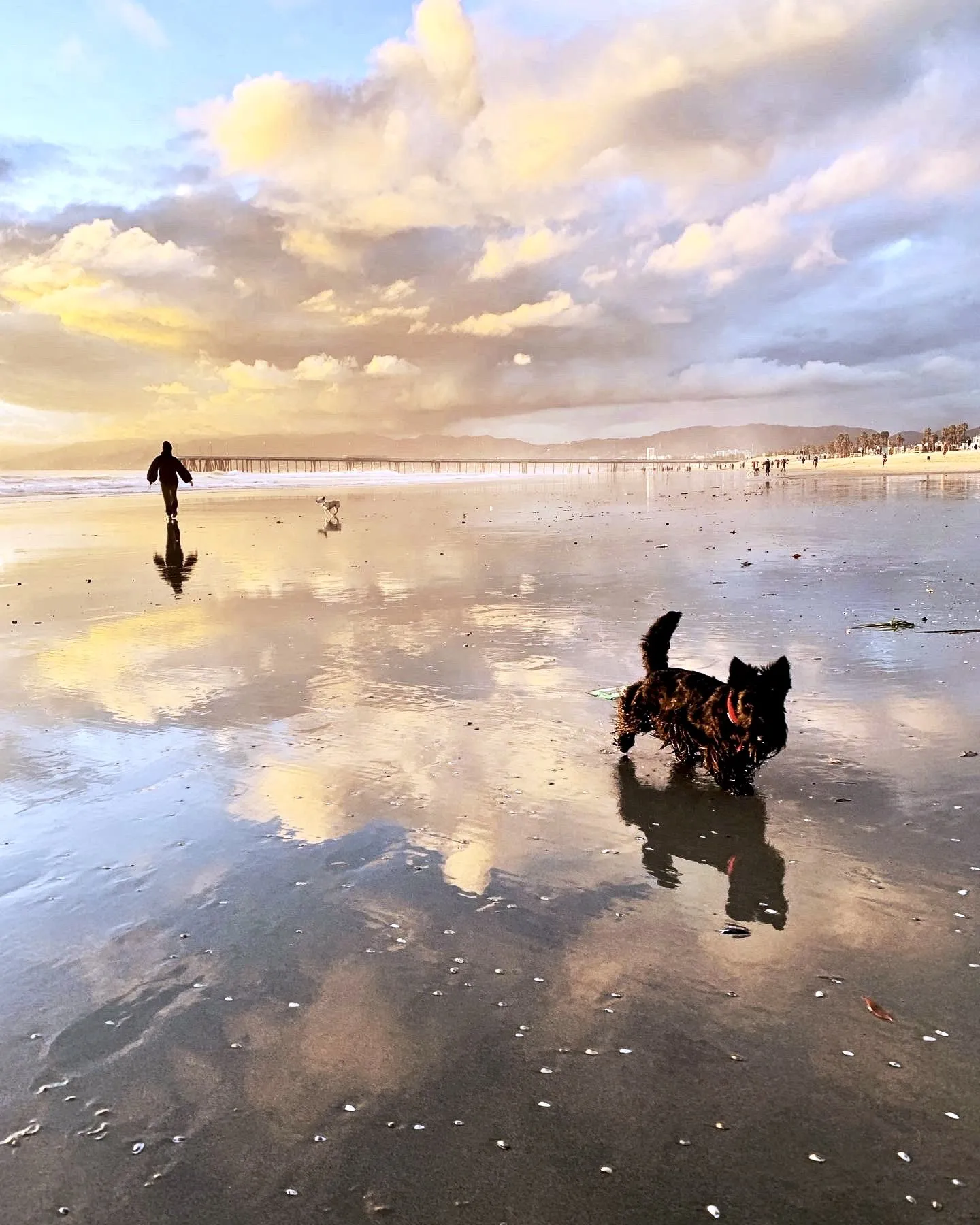 A dog crosses reflective wet sand at the water’s edge.