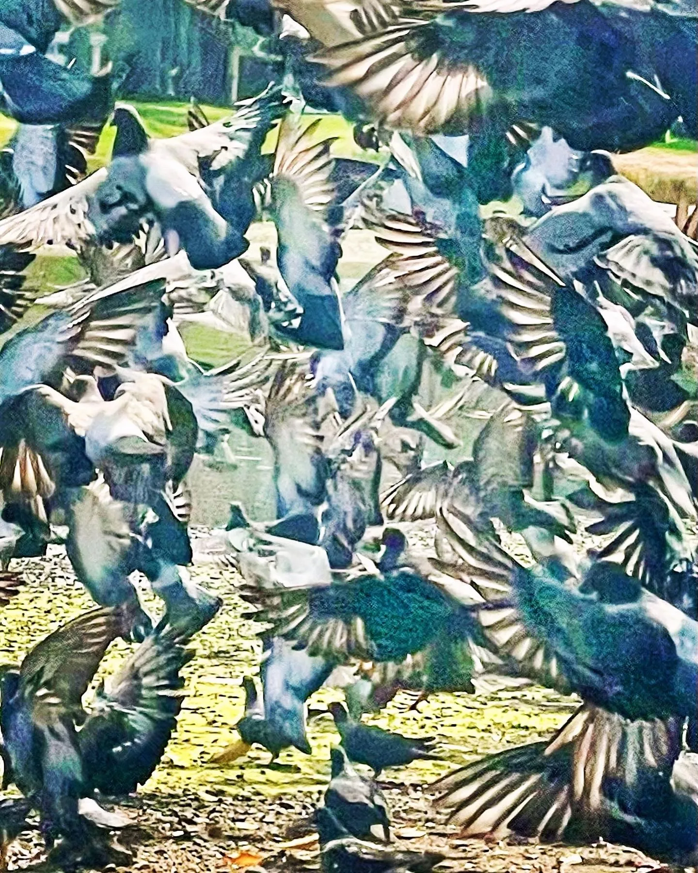 A flock of pale birds sweeps across a patterned turquoise field.
