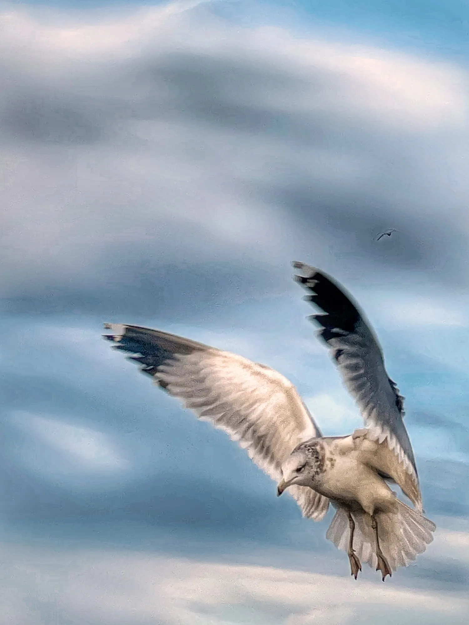 A gull glides through a pale coastal sky.