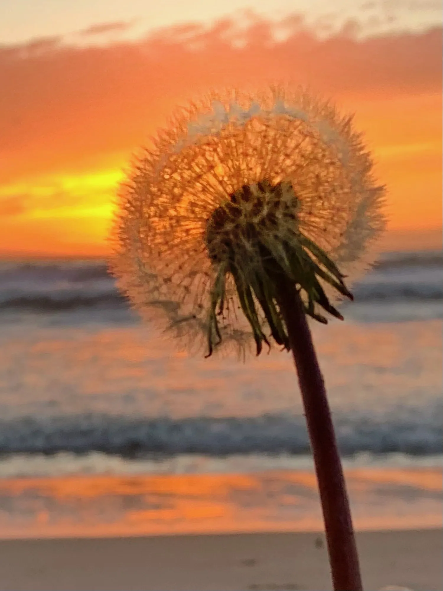 A dandelion held in silhouette against the setting sun