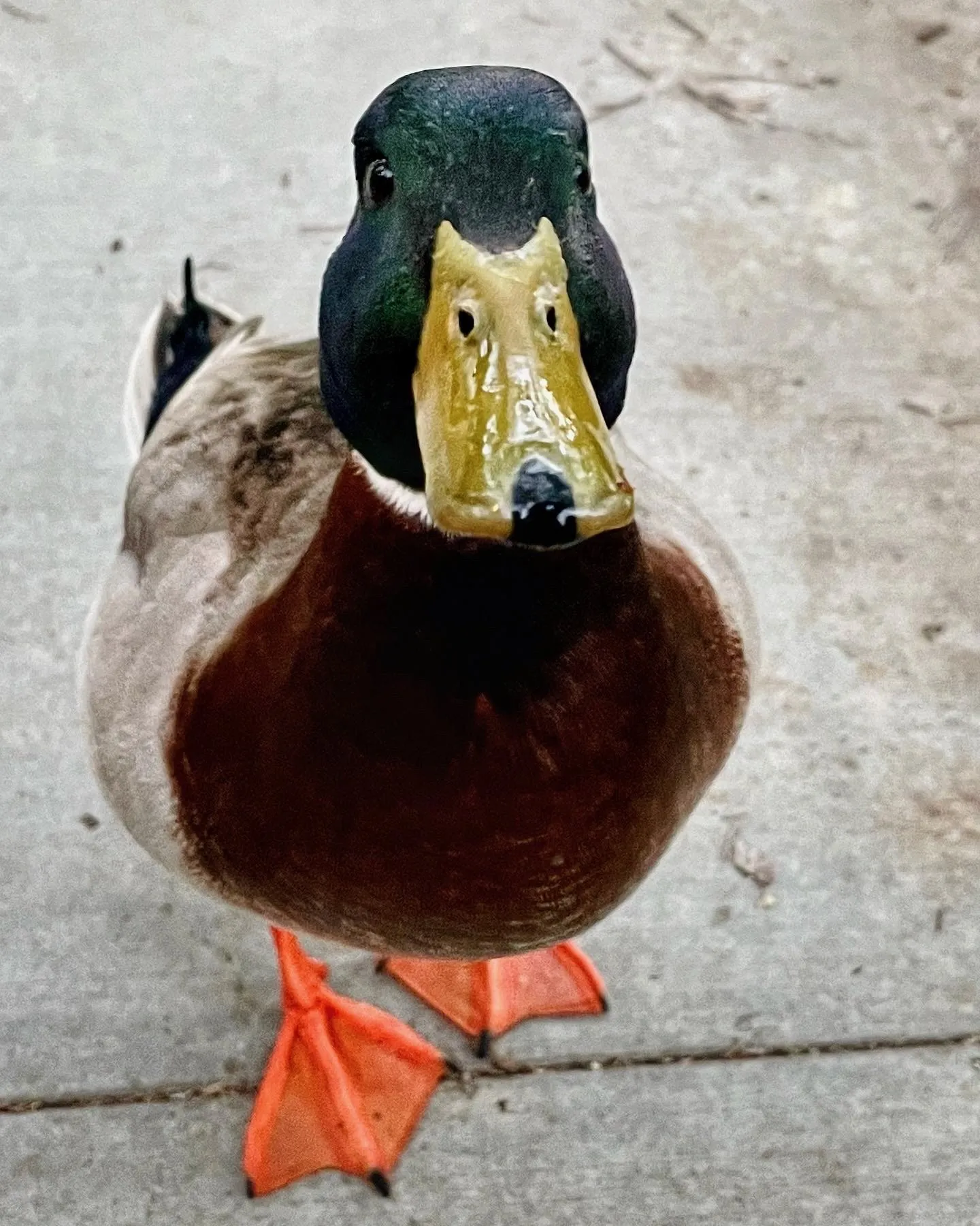 A duck facing the camera with its orange feet visible