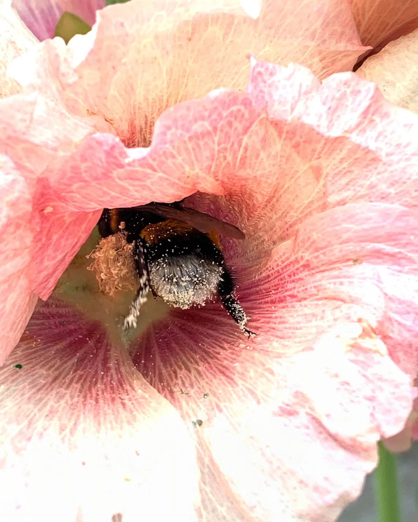 A close view of a pale pink poppy with a dark center