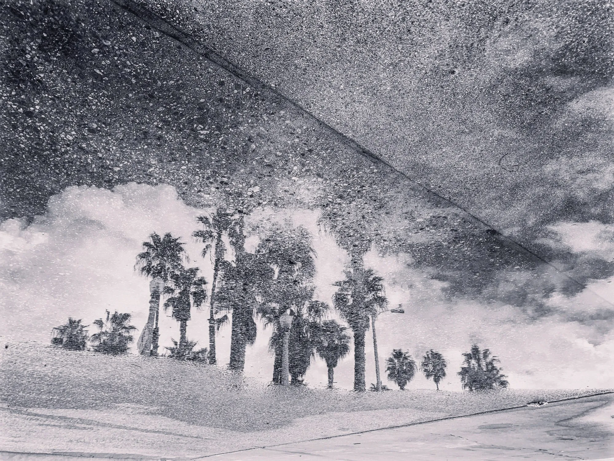 Black-and-white palm trees beneath a sweeping textured sky