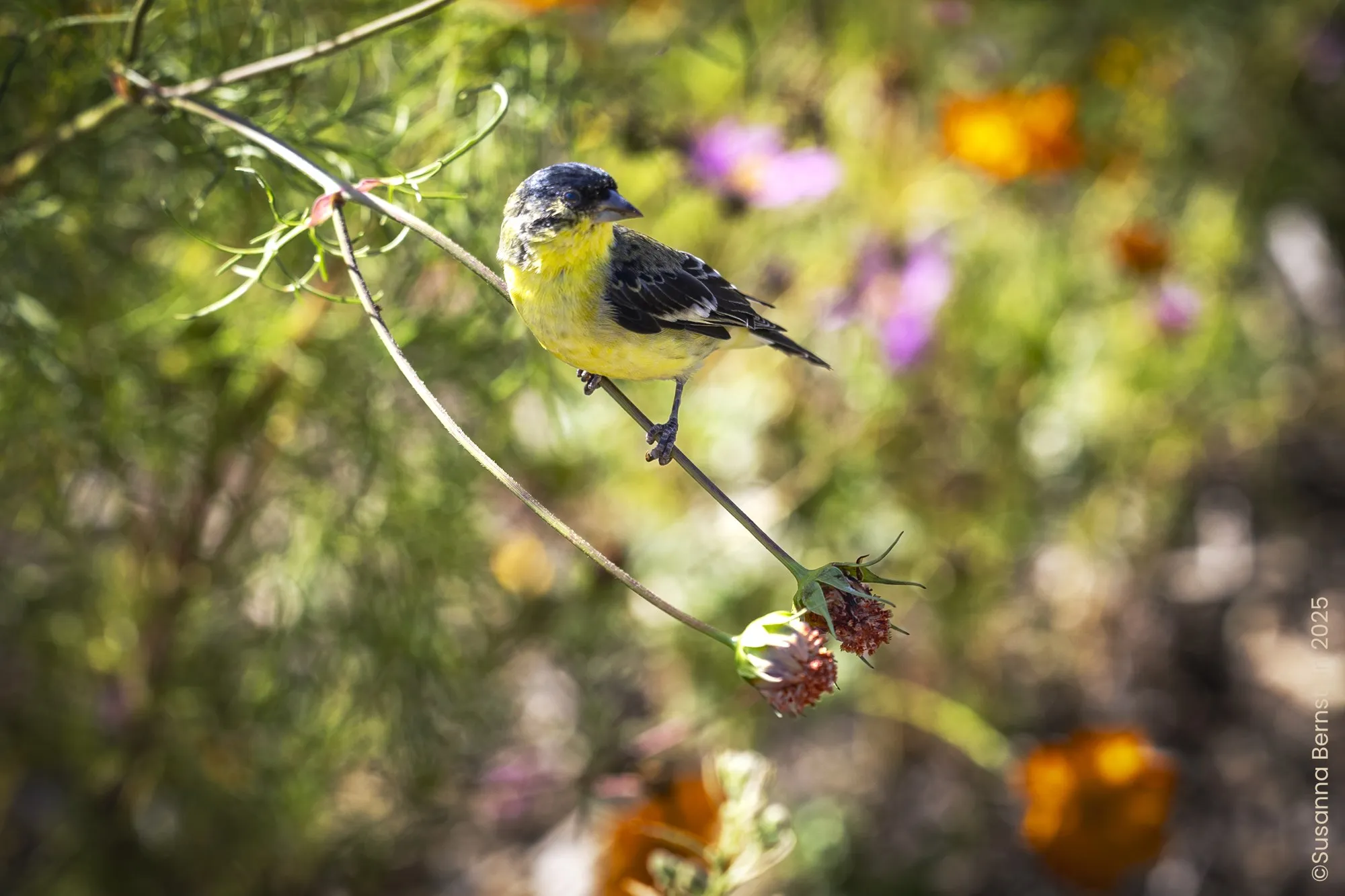 A small yellow and black bird perched among leaves