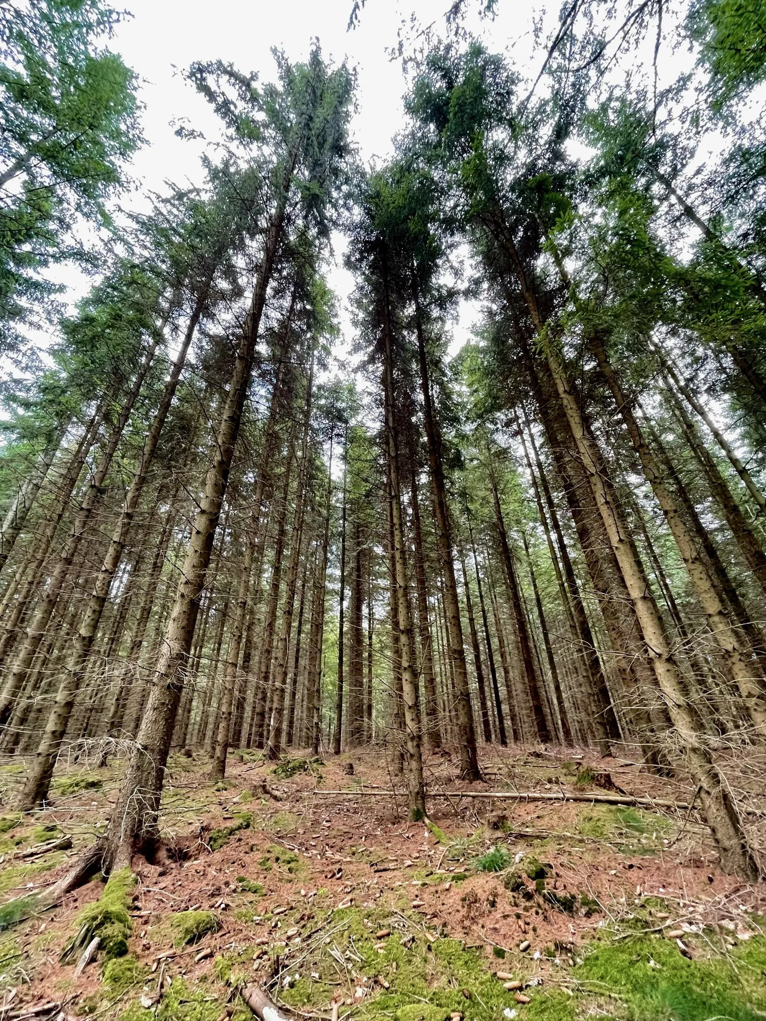 Tall straight trees viewed upward toward the canopy