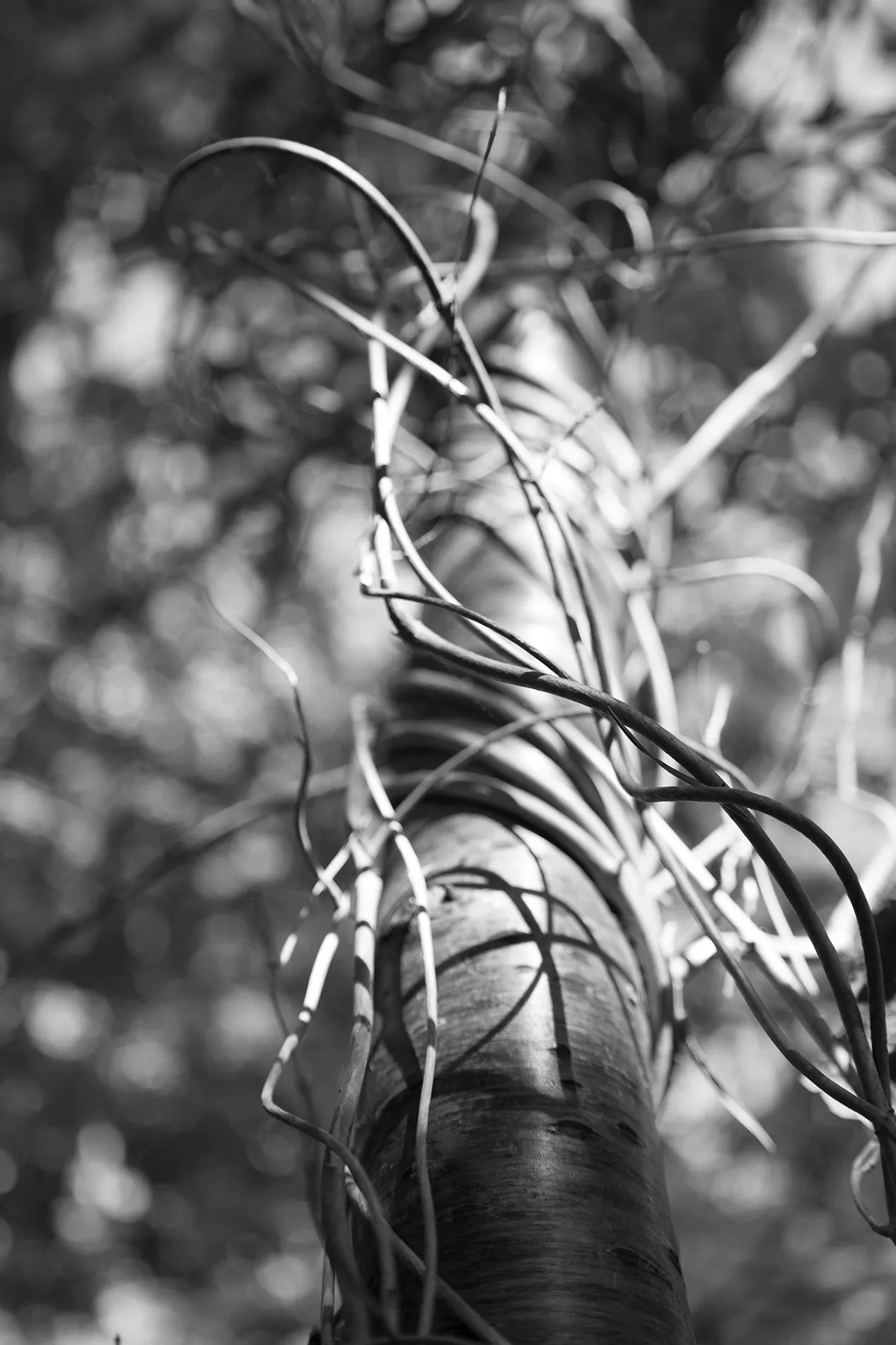 Black-and-white close view of twisting textured tree bark