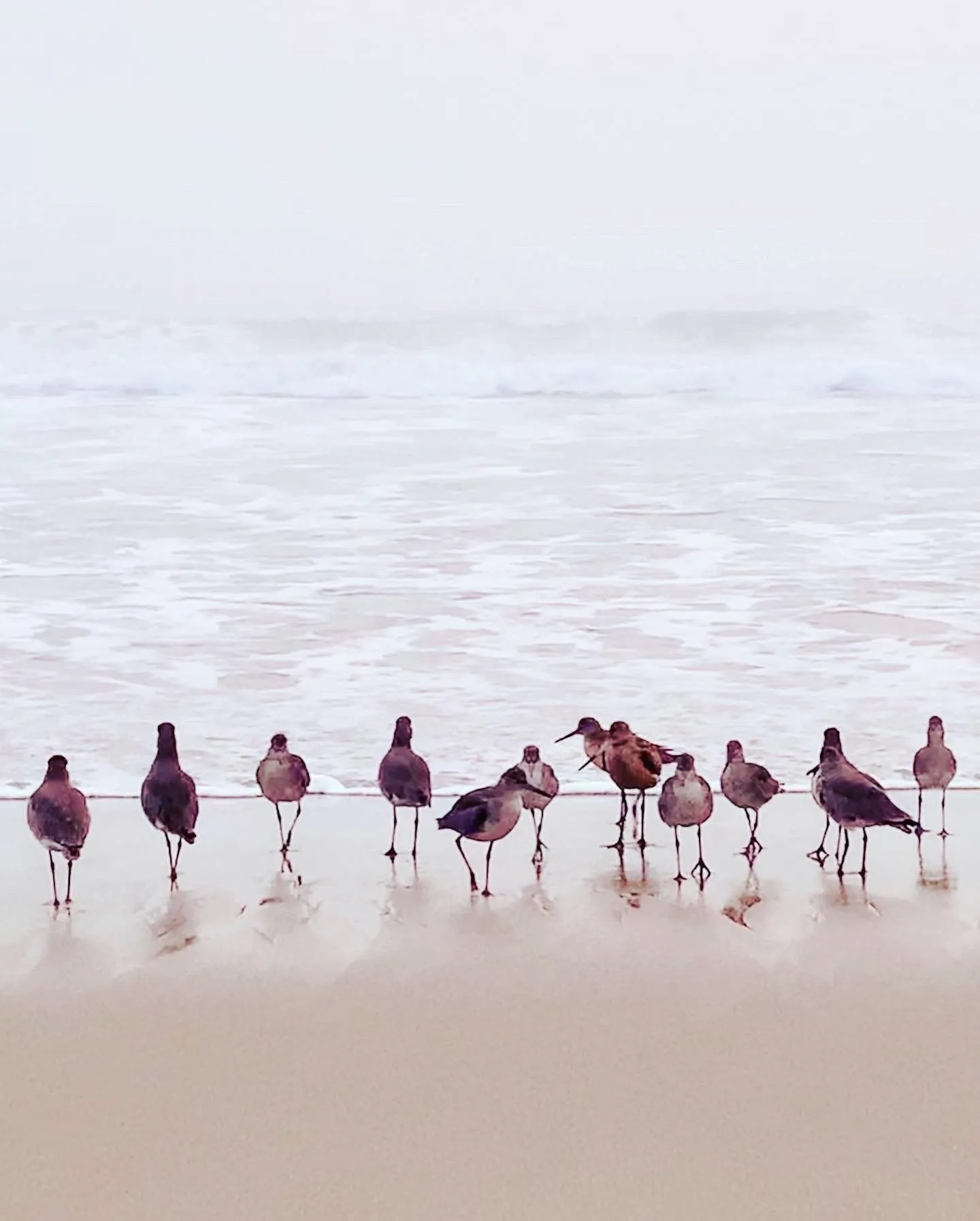 Shorebirds gathered in a pale reflective wash of water