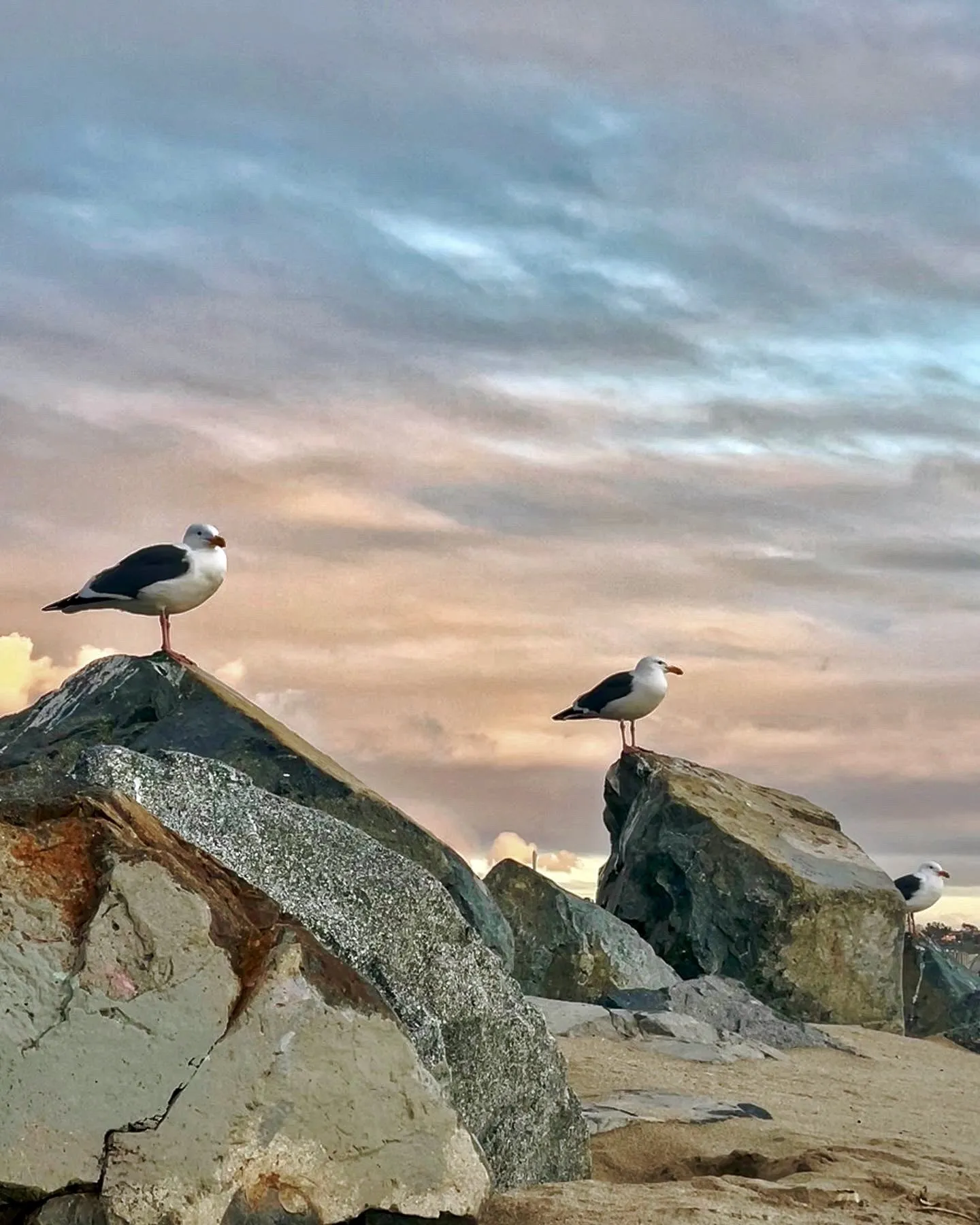 Two shorebirds perched on rocks beneath a pastel sky
