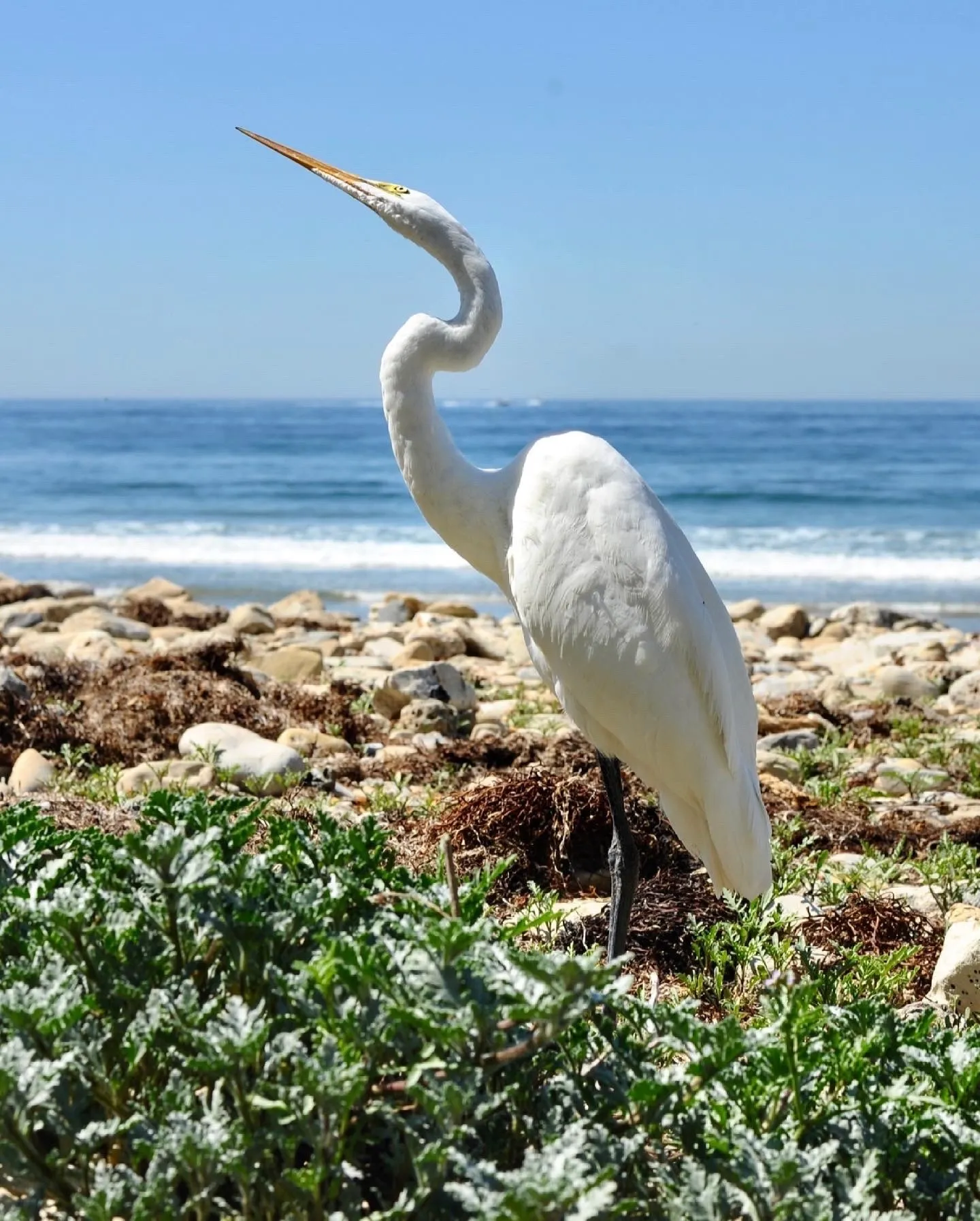 A white egret standing among beach plants beside the ocean