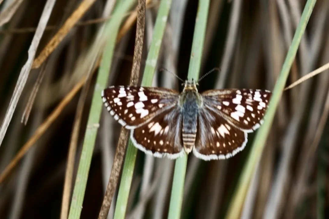 A spotted butterfly resting among dry stems
