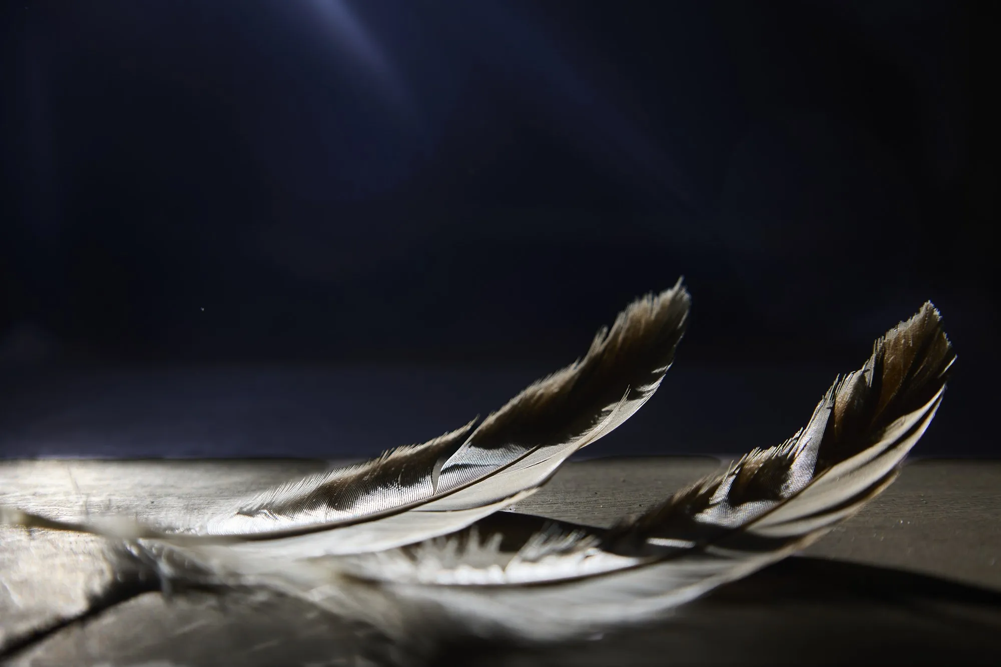 Two feathers lit softly against a dark background