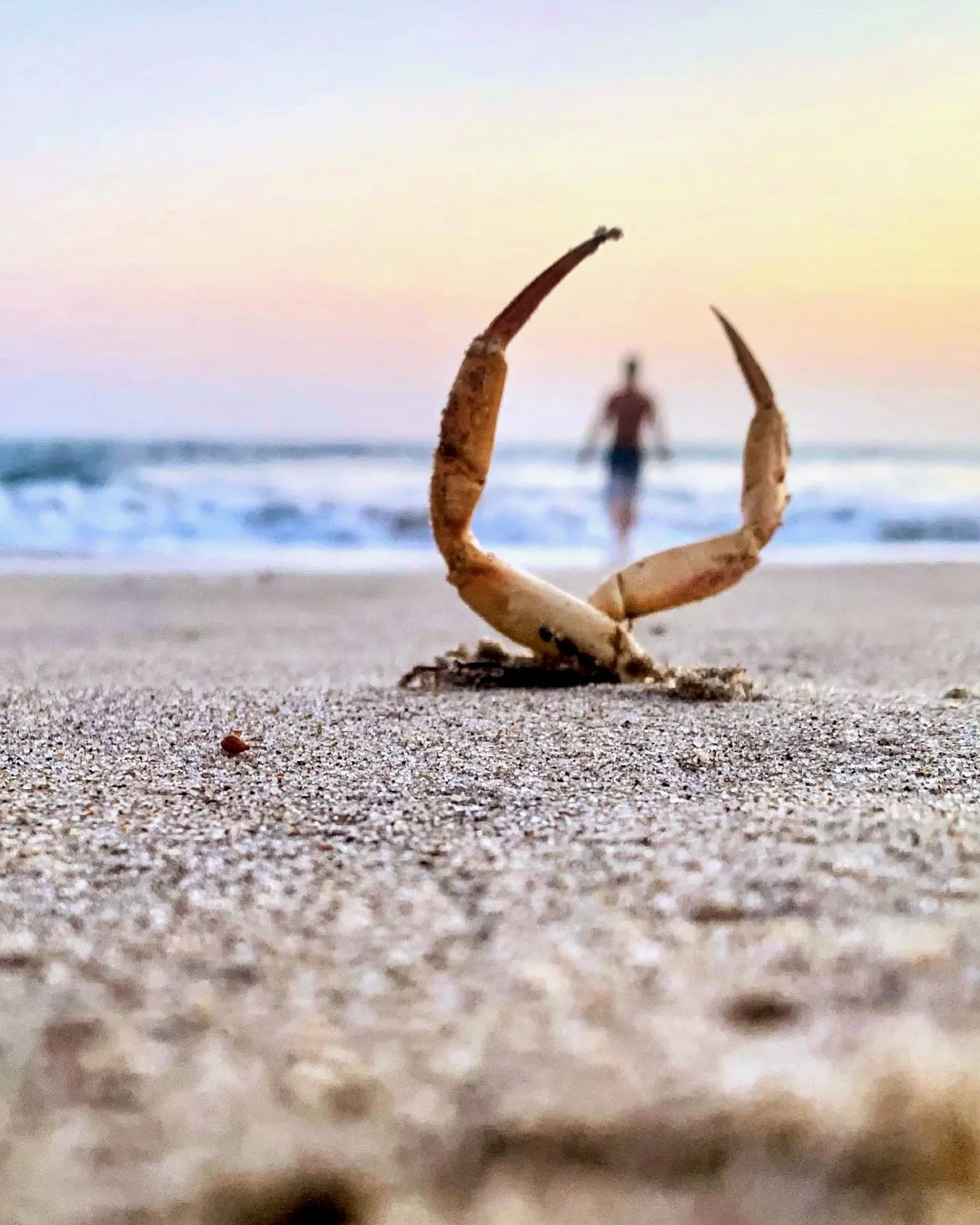 A crab claw in the sand frames a distant person at the water’s edge