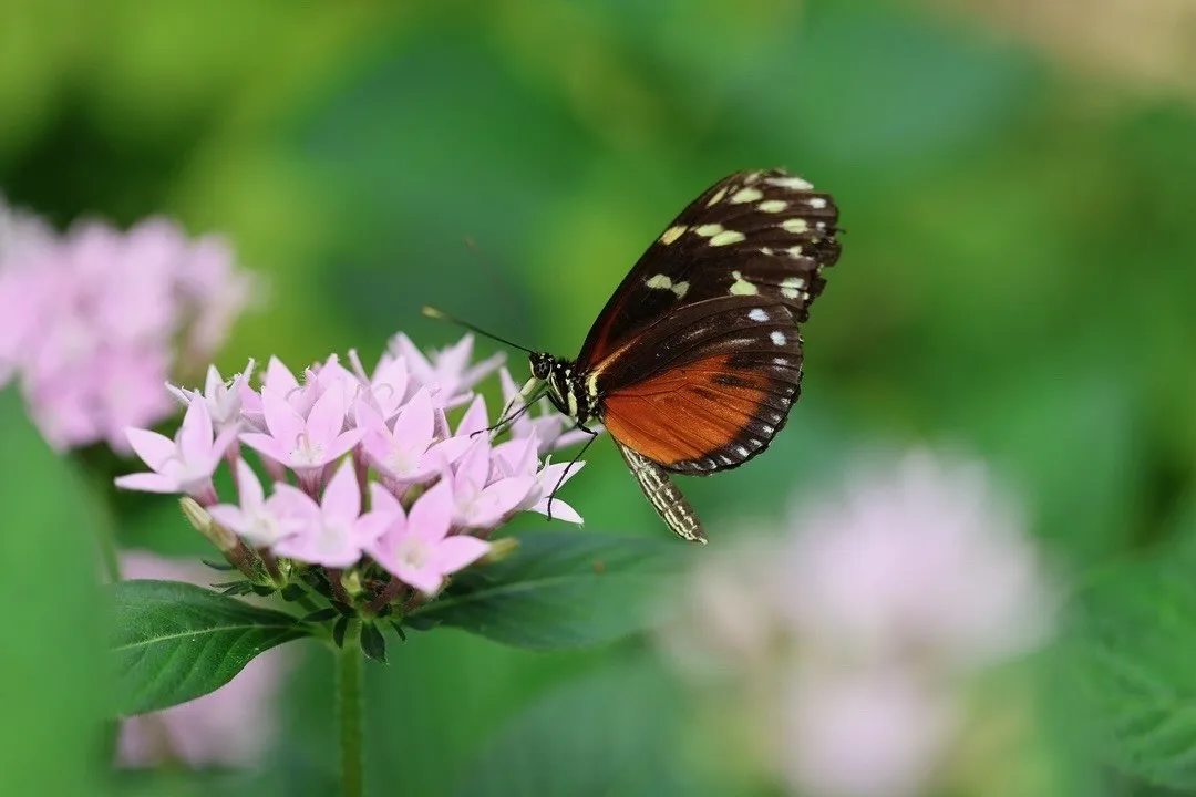 An orange-and-black butterfly rests among small green flowers.