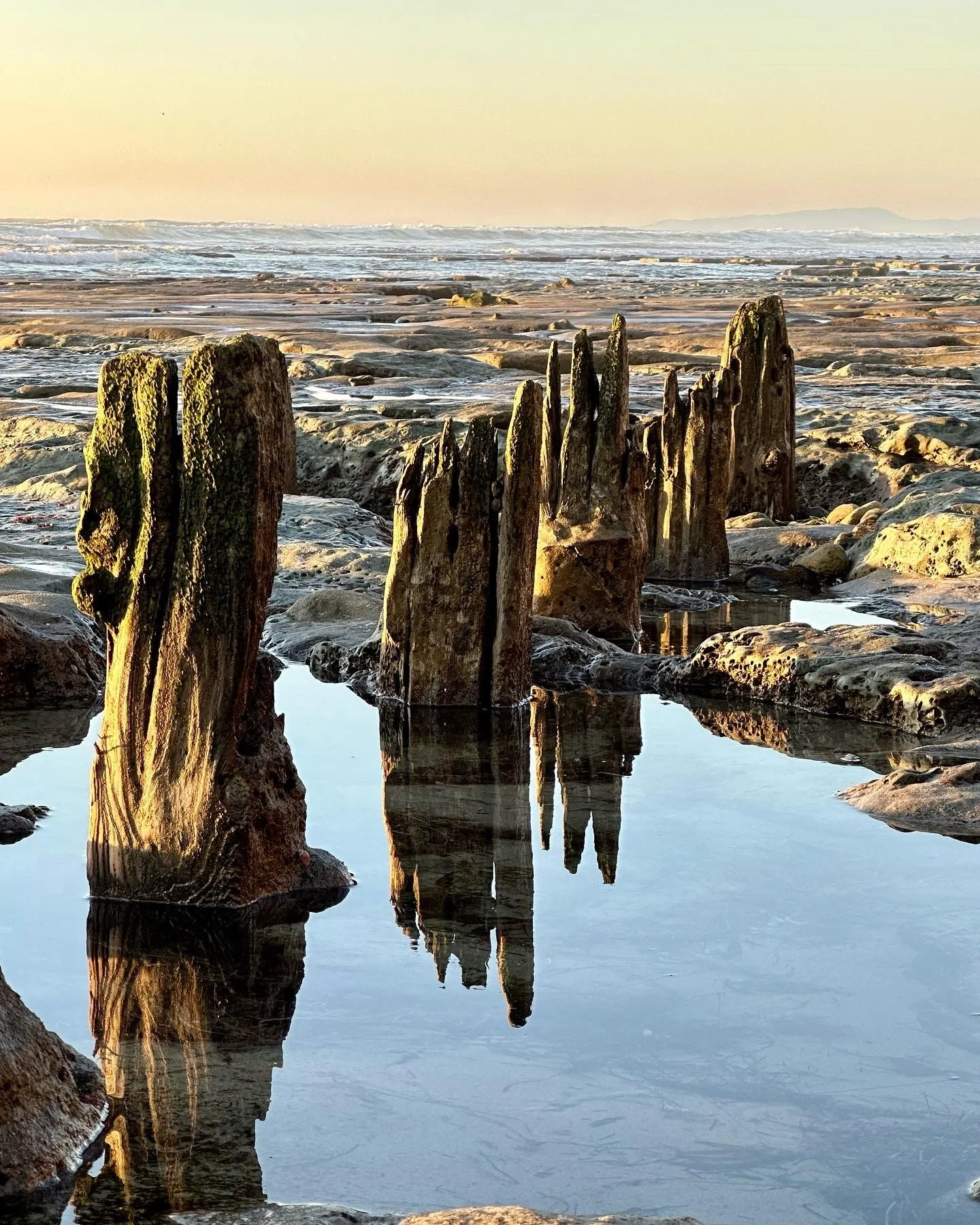 Weathered wooden pilings mirrored in a still tidal pool