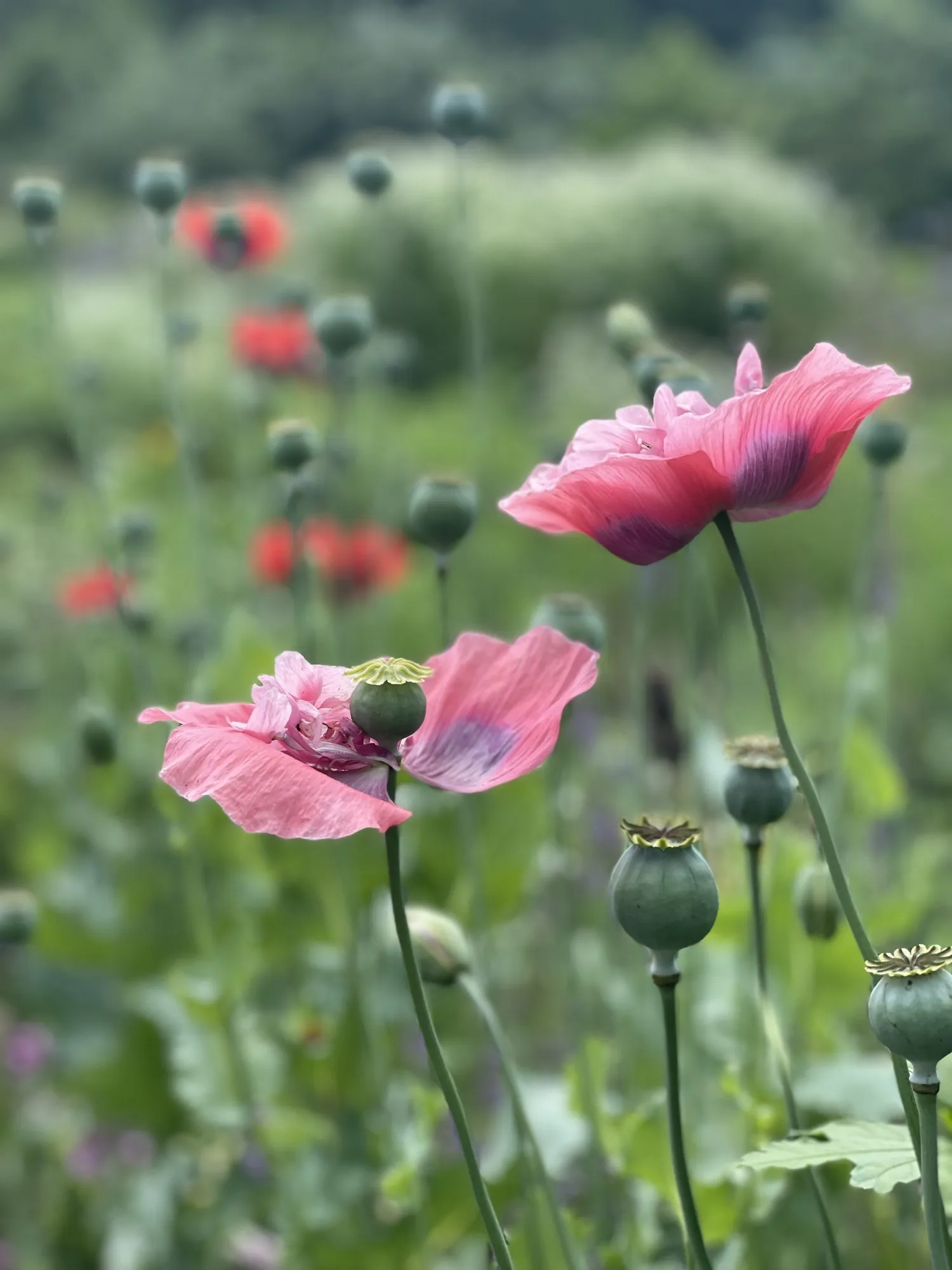 Pink poppies rise above a green field.