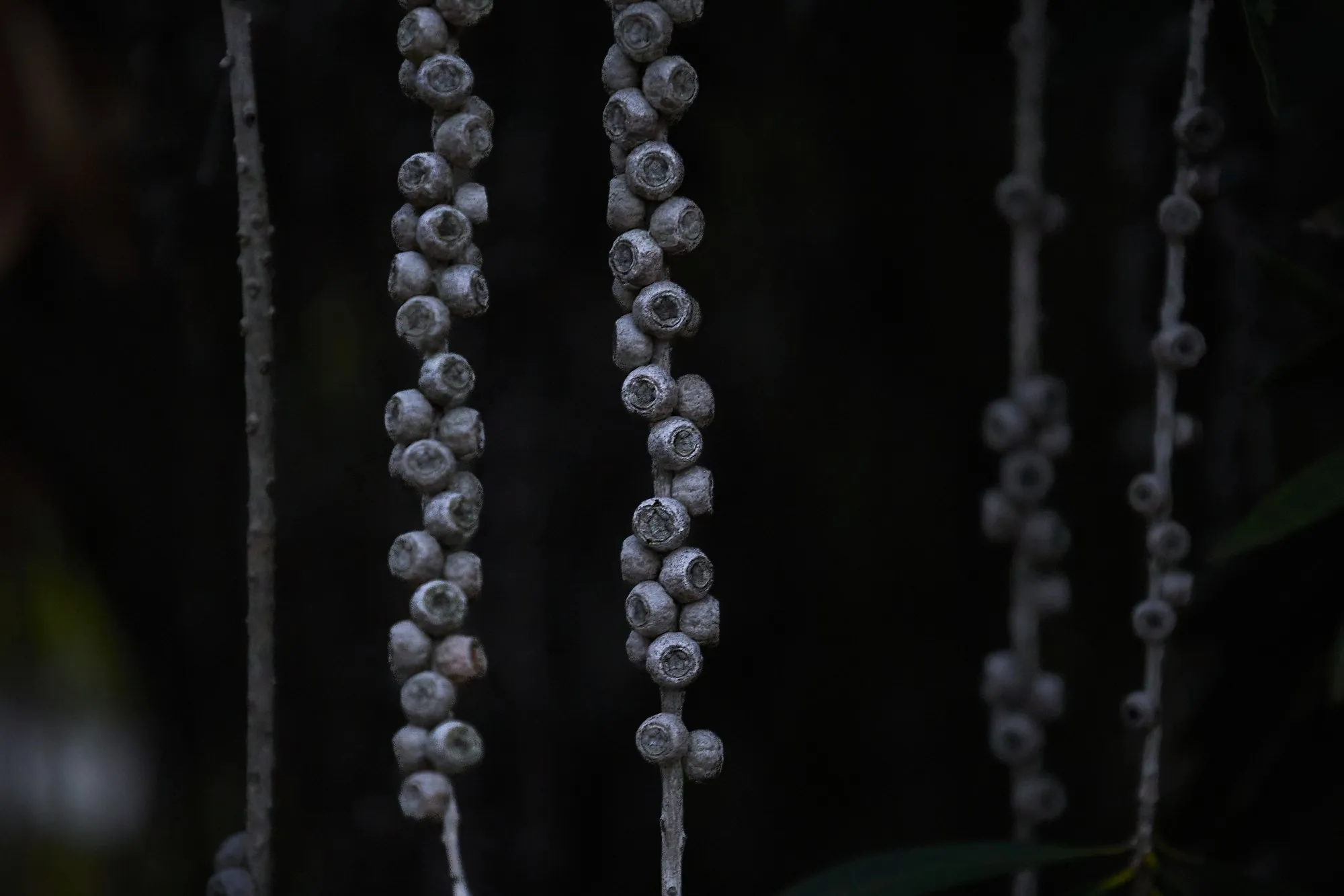 Seed pods hang in delicate rows against a dark background.
