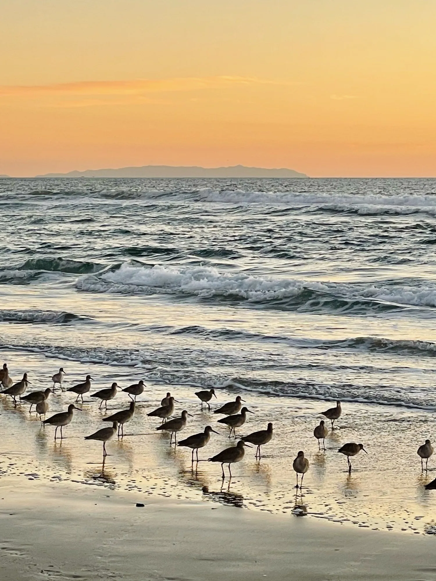 Shorebirds gather at the foamy edge of a calm beach.