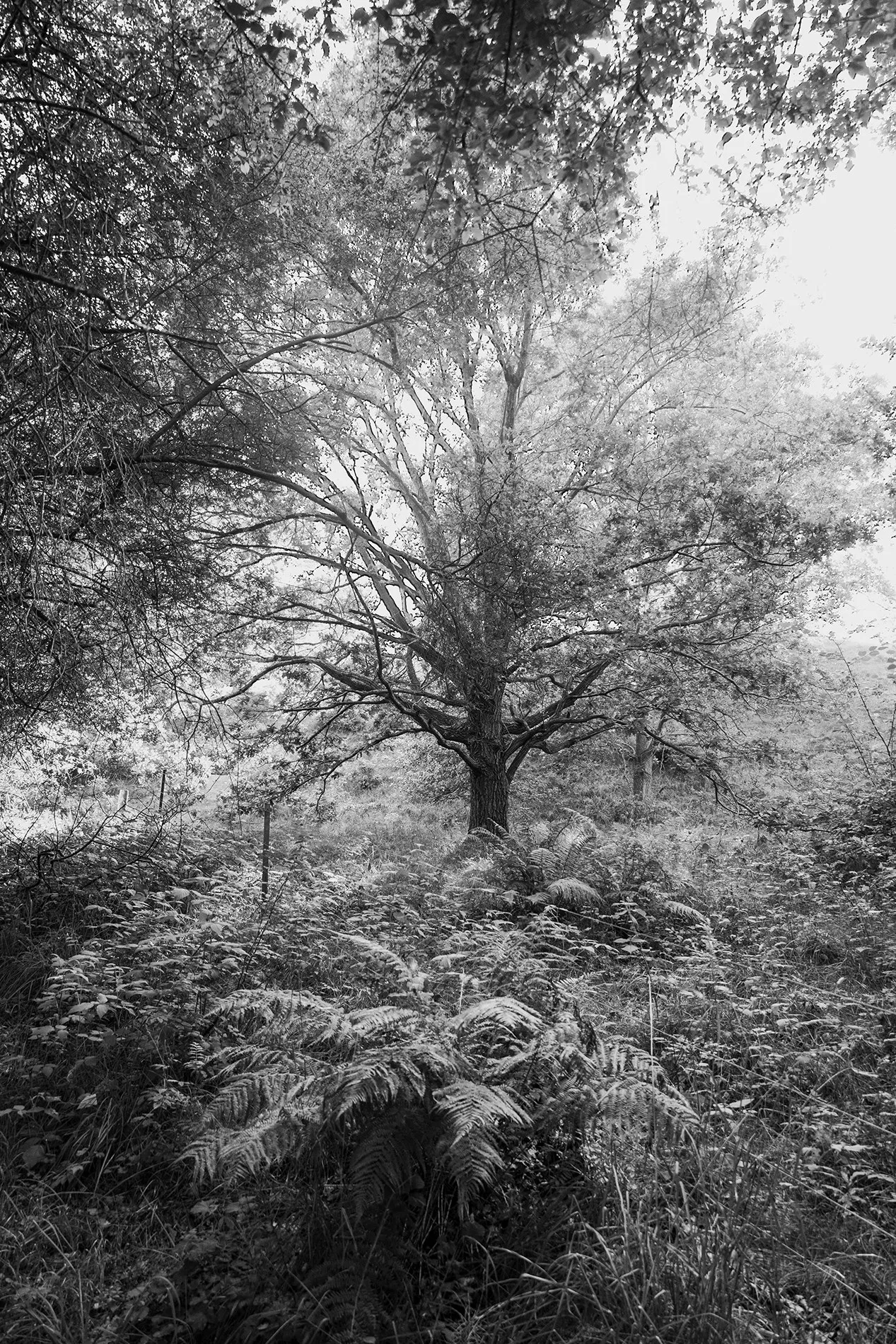 Tall trees rise toward the sky in a textured black-and-white study.