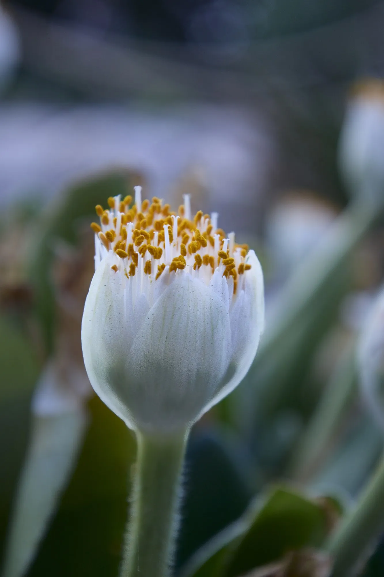 A small white flower catches soft natural light.